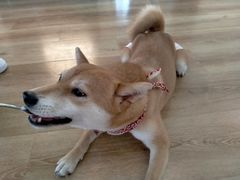 -柴犬小屋·柴餐厅·狗咖食堂(金鼎广场店)