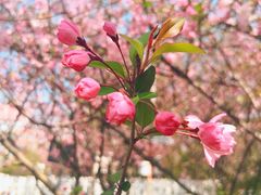 -顾村公园