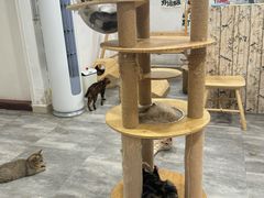 -楼上猫咖(罗湖店)