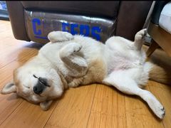 -爱妮康宠物医院·干细胞免疫细胞·肿瘤·心脏(张江店)