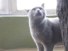 -猫猫幼稚园·撸猫·桌游·电玩
