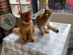 -猫小院猫主题餐厅(南锣旗舰店)