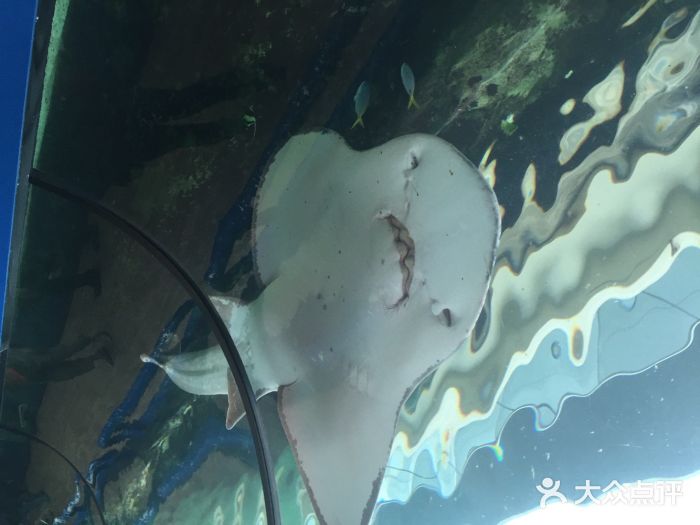 悉尼海洋生物水族馆iphone_upload_pic图片