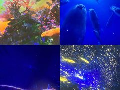 -海合安武汉极地海洋公园