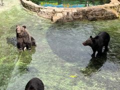 -深圳野生动物园