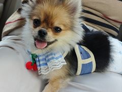 -天宠宠物医院24小时·急重症诊疗中心·全科·腔镜特色(和平分院)