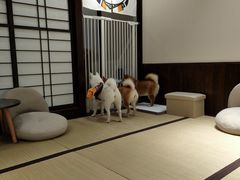 -逗柴咖啡屋·狗咖猫咖宠物桌游