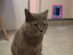 -三花喵·撸猫购宠·宠物生活馆(虹桥南丰城店)