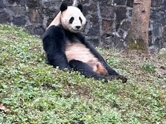 -都江堰中华大熊猫苑