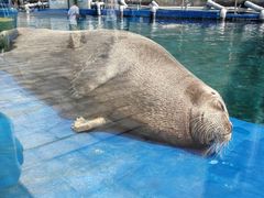 -大连老虎滩海洋公园