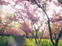 -西北湖绿化广场
