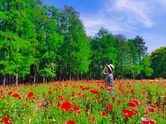 -上海共青森林公园