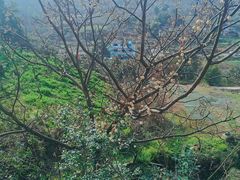 -玫瑰庄园·自助烧烤·烤全羊·团建拓展(龙泉山店)