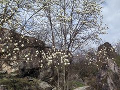 -秦岭终南山世界地质公园翠华山景区