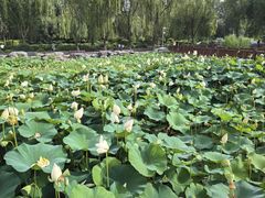 -莲花池公园