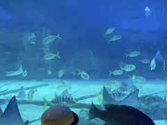 -烟台海昌鲸鲨海洋公园