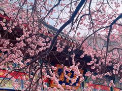 -桃花堤公园