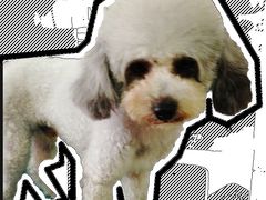 -萌萌喵宠物(百水芊城阅水坊店)