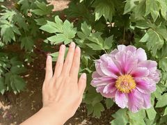 -洛阳市隋唐城遗址植物园