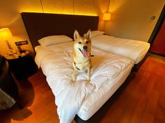 -上海崇明金茂凯悦酒店