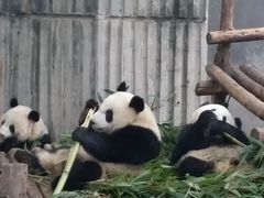 -成都大熊猫繁育研究基地
