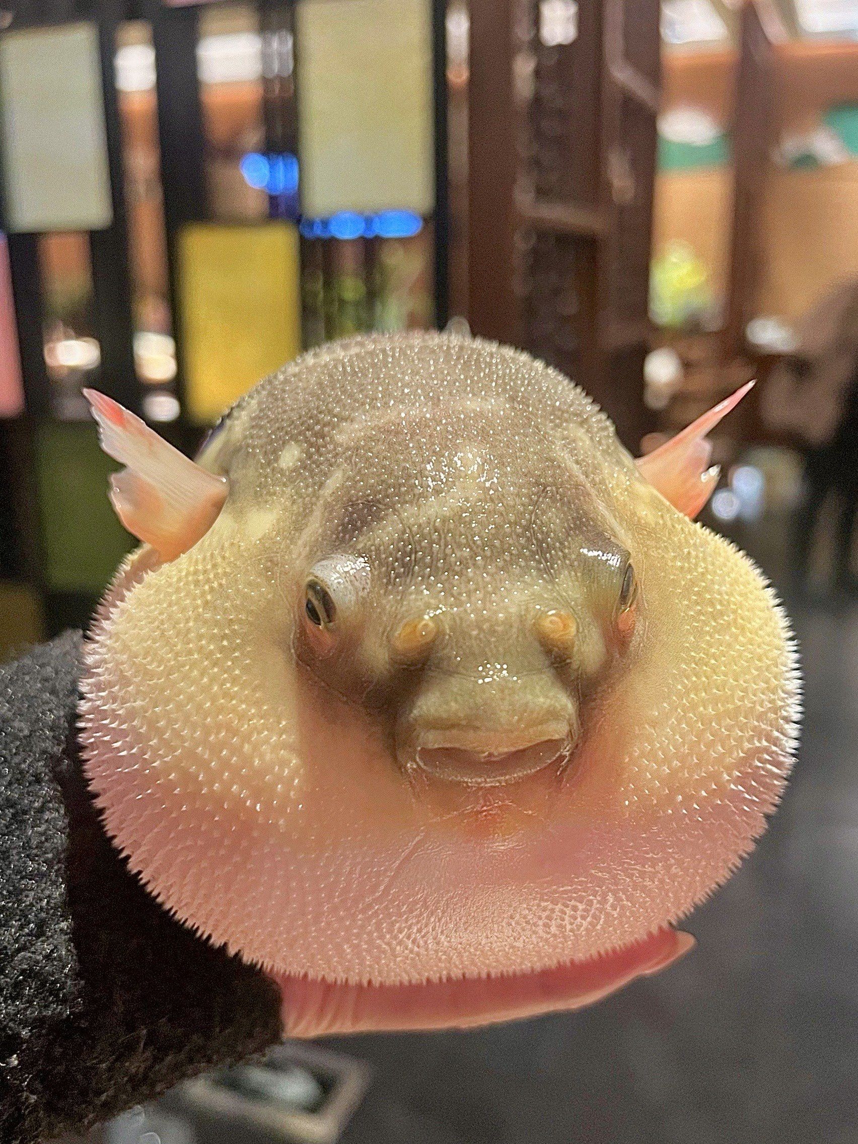 到镇江了,也没人告诉我河豚会气到膨胀萌坏了!