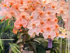 -FEI FEI FLOWER鲜花店·气球派对·宝宝宴布置(虹口德必运动Loft店)