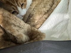 -纳吉亚猫专科动物诊疗中心(蒋宅口分院)