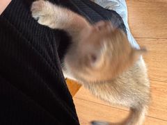 -瑞派康怡24h宠物医院·犬猫医疗中心·微创绝育(瑞景分院)