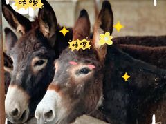 -元鼎宝驴香·全驴宴(江宁店)