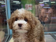 -FAELING PETS美天灵宠物(合生汇店)