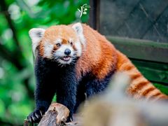 -云南野生动物园