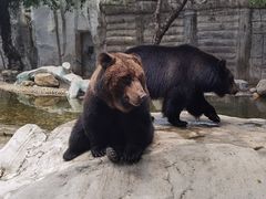 -灵玲国际马戏城