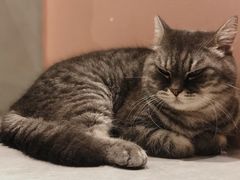 -猫儿山۰猫主题餐厅