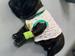 -中农国际动物医院24小时·猫科·骨科·急重症中心