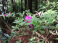 -井冈山风景名胜区-黄洋界