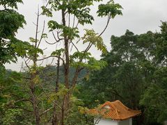 -深圳市中科院仙湖植物园