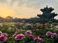 -曹州牡丹园