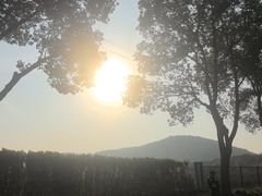 -桃花岛景观公园
