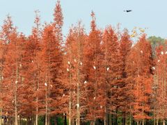 -白鹭湾湿地公园