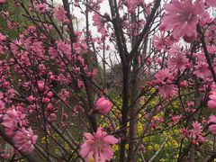-南汇桃花村
