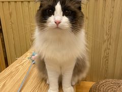 -Catmate·猫肥家润(金润铂宫店)