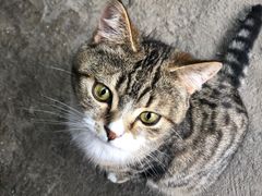 -喵屿·大理花园猫咖