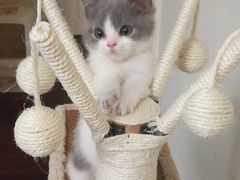 -喵zoo家庭繁育猫舍(尖东智能花园店)
