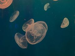 -江和美海洋公园