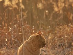 -野鸭湖国家湿地公园