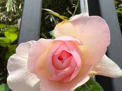 -上海市平和双语学校