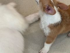 -共舞时光猫咖·狗咖(新街口店)