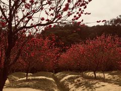 -南国桃园旅游度假区