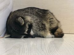 -浣熊柯尔鸭土拨鼠·电玩咖
